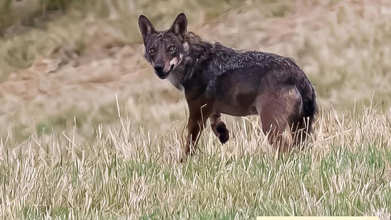 Attacchi dei lupi nel forese: 