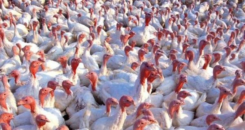 Aviaria in un allevamento di Argenta, 26mila tacchini verso l’abbattimento