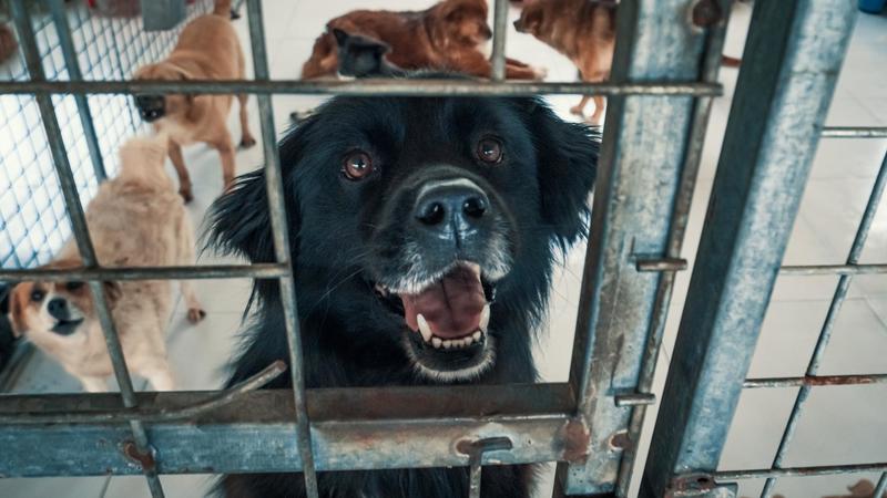 Animali abbandonati, l'Enpa: 