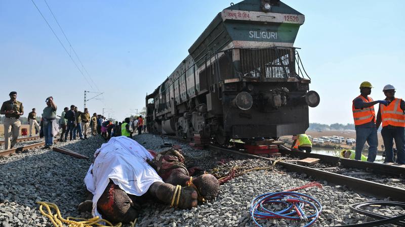 Tragedia in India, treno si schianta contro branco di elefanti. Sette animali morti