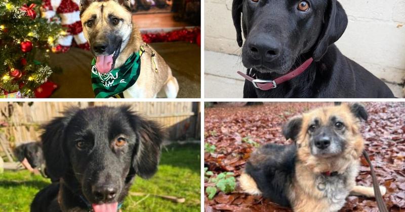 7 dogs hoping to find a forever home this Christmas