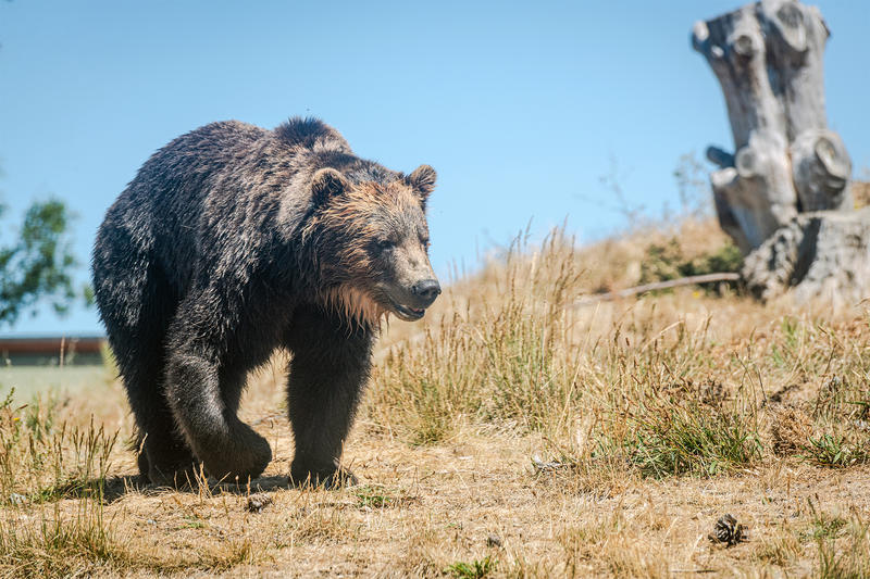 One of California's last grizzly bears died in a sleepy LA suburb