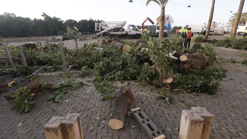 Tala indiscriminada de bellasombras en Palma
