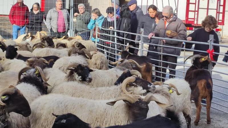 Estella, Urbasa y las ferias