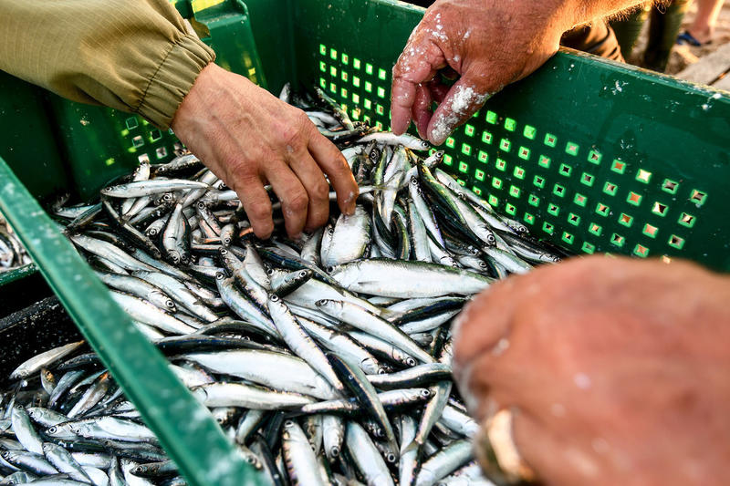 Многодетные семьи недоедают рыбы: в РАН рассказали о ситуации в рыбохозяйственном комплексе