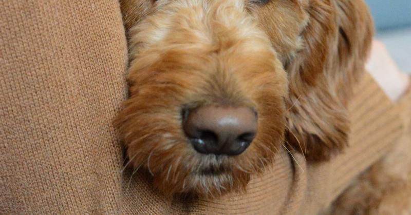 School's Mental Health Week Enhanced by Therapy Dog Visits