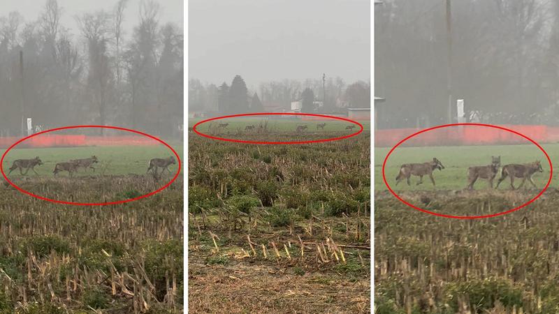 Lupi, il video del branco vicino alle case a Ferrara. “E non avevano paura dell’uomo”