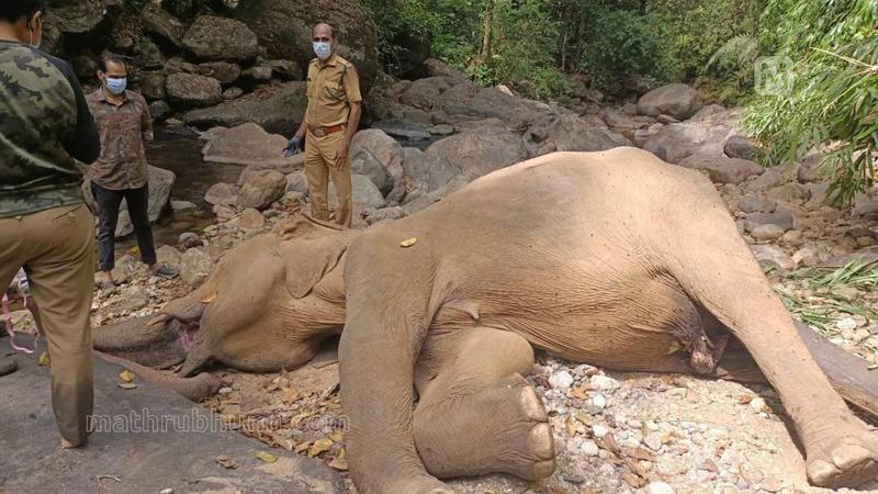ഏറുമാടങ്ങളിരുന്നല്ല കാട്ടുകൊമ്പന്മാരെ വെടിവയ്ക്കുന്നത്, ദാ, ഇങ്ങനെ നേർക്കുനേർ നിന്ന് | വനപർവ്വം 11