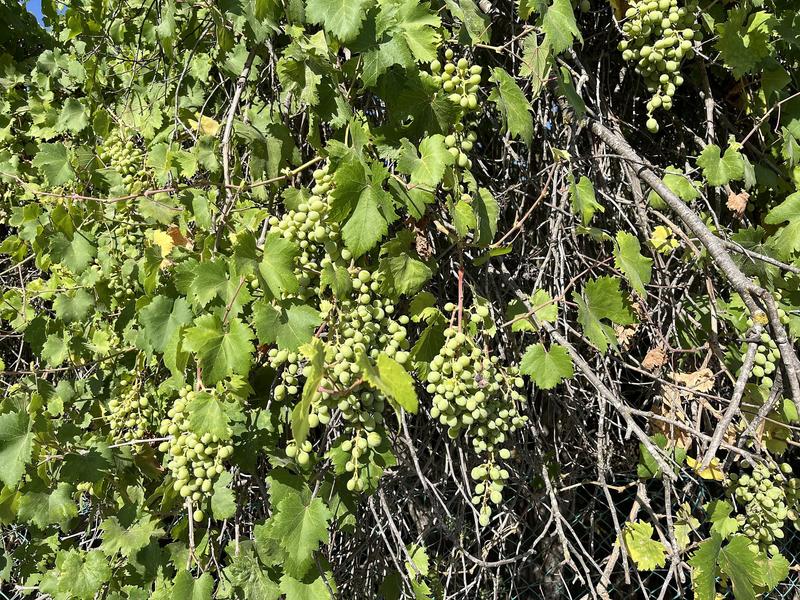 Binyamin is like a wolf that seizes