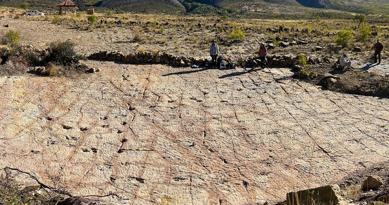 Over 16,000 dinosaur tracks discovered at a site in Bolivia Over 16,000 dinosaur tracks discovered at a site in Bolivia