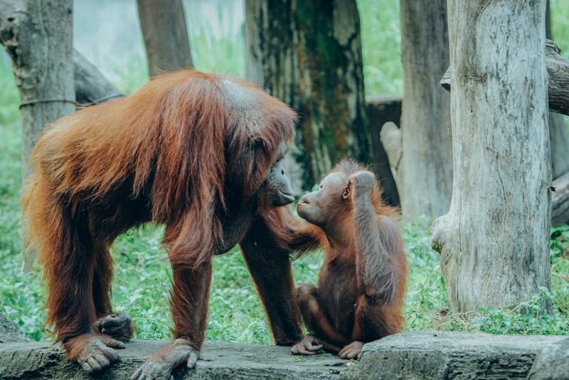 Great apes are humans’ closest relatives, but many are endangered by illegal trading. Here’s what needs to be done Great apes are humans’ closest relatives, but many are endangered by illegal trading. Here’s what needs to be done
