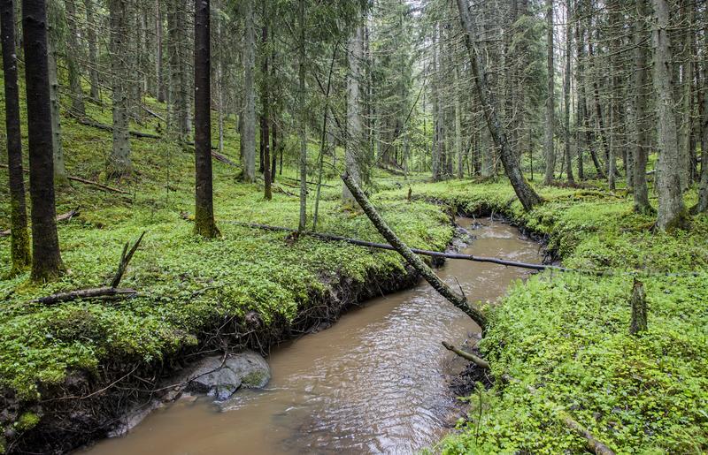 Ympäristö | Lukijalta: PEFC edistää kestävää metsätaloutta konkreettisin toimin