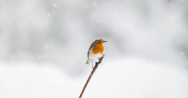 Christmas E-cards and Personality