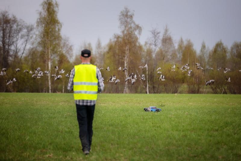 Erä | Lukijalta: Valkoposkihanhien karkottamislupa kallistuu viisinkertaiseksi