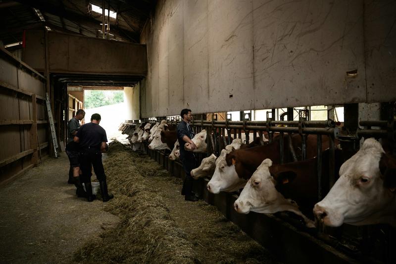 Dermatose nodulaire : comprendre les raisons de la mobilisation agricole