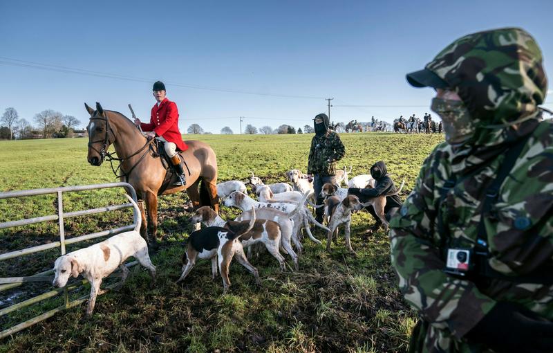 Meet today’s hunt saboteurs – ‘doctors, teachers, even farmers’ working with police to bring illegal fox hunts to justice Meet today’s hunt saboteurs – ‘doctors, teachers, even farmers’ working with police to bring illegal fox hunts to justice