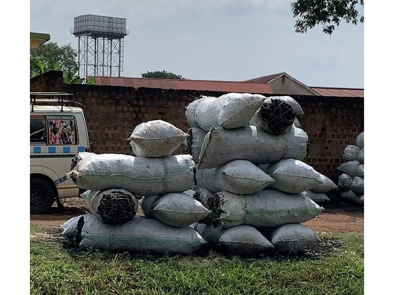 GARDEN CLIPPINGS: Interesting facts about trees