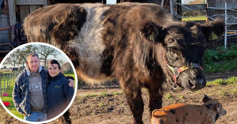 Blind cow becomes best buddies with piglet on Norfolk farm in an unlikely friendship