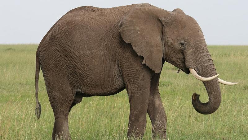 Elephants Vs Infrastructure: Assam Train Accident Exposes Gaps In Wildlife Safety Measures
