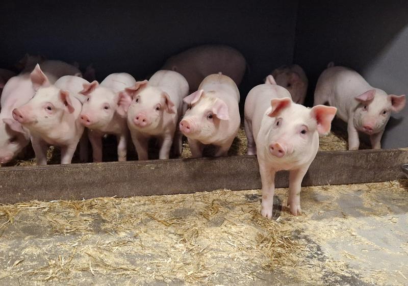 30.000 julemiddager «går rett i søppelet»