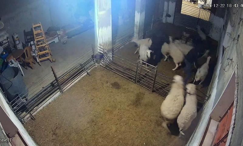 5 settlers arrested for allegedly attacking Palestinian shepherd, killing his sheep