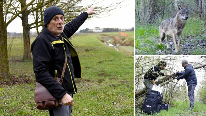 I 7 lupi dividono Contrapò: “Sono parte di noi, è la natura”. Ma c’è chi prende spray e bastone