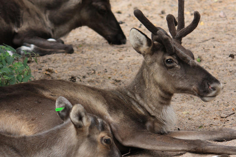 «Если бы у рыбы были блохи»: зоолог ответил Финляндии, которая обвинила российских волков в гибели северных оленей