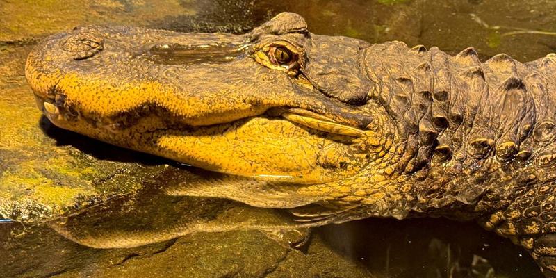 Medienbericht: Ben-Gvir will „Kroko-Knast“