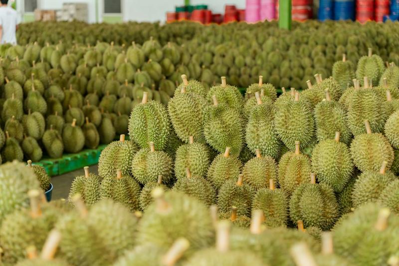 China’s durian craze has turned this tropical fruit into a tool of diplomacy China’s durian craze has turned this tropical fruit into a tool of diplomacy