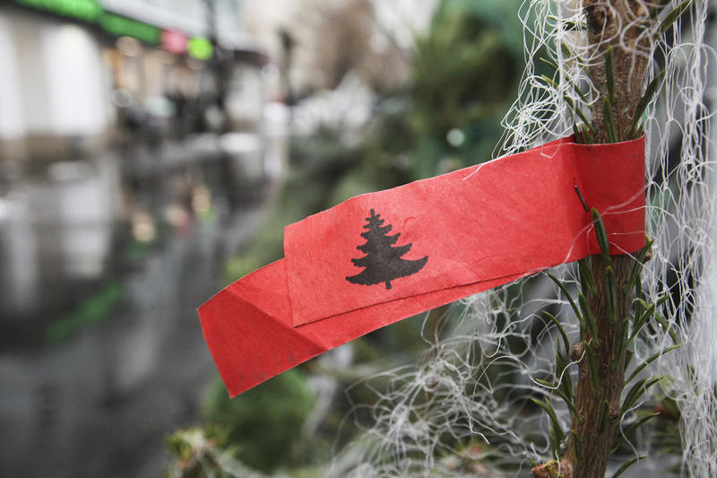 Берегитесь елок: тёплая декабрьская погода может закончиться укусами клещей в квартире