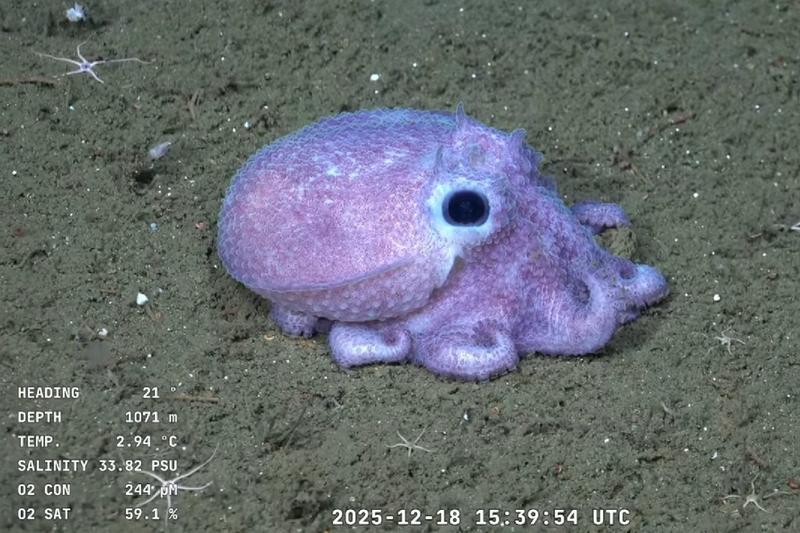 CONICET institute behind viral deep sea streaming takes another dive, this time off the coast of Patagonia