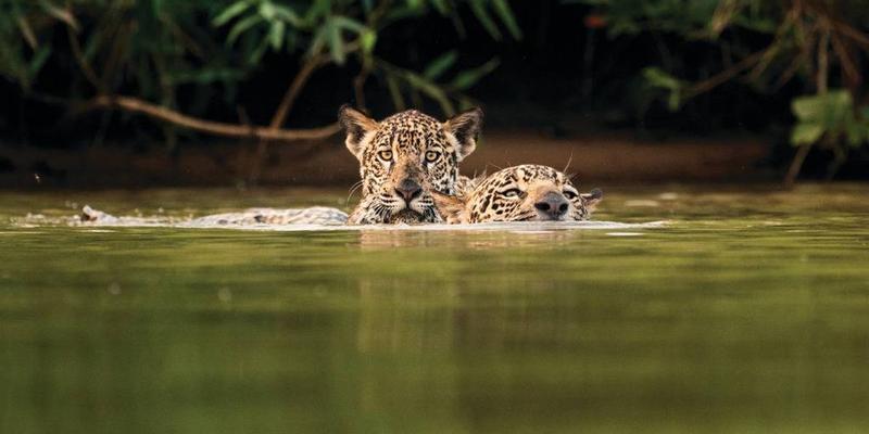 Jaguars Are Returning to Southern Arizona—Will Trump's Wall Stop Them?