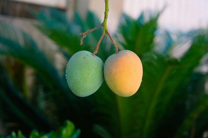 Why mangoes fall before they’re ripe – and how science is helping them hang on