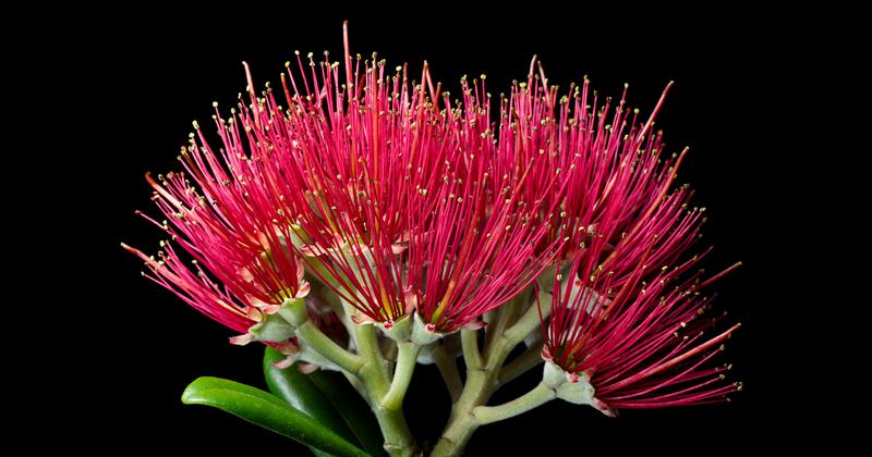 Most of NZ’s flowering plants grow nowhere else – and Christmas falls in peak blooming season