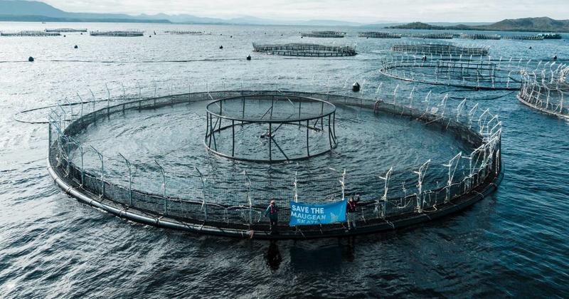 The hidden cost of your 'clean and green' Christmas salmon