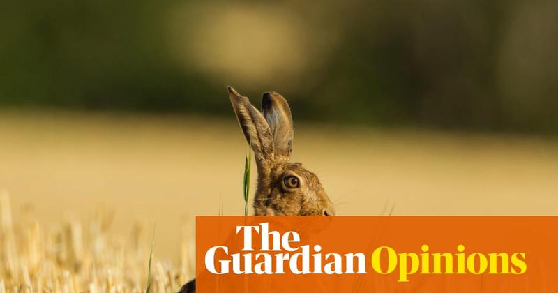 The Guardian view on animal welfare: a timely reminder that cruelty is wrong