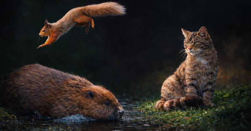 Spread the joy! Here's my top three genuine nature good news stories of 2025