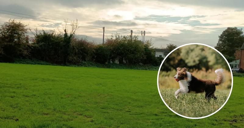Couple fight for dog excercise site after plans thrown out over barking concerns