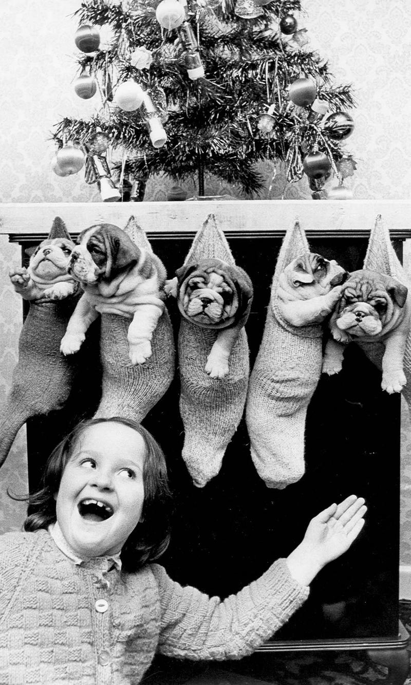'Rising costs and poor service blamed for falling bus use, says reader' - Your Letters and a 1979 festive flashback of five bulldog puppies in stockings