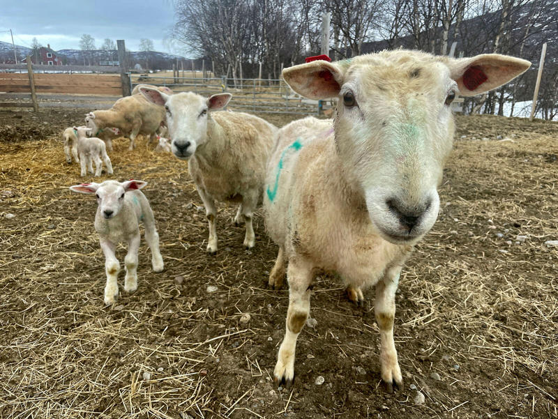 Et år med viktige gjennomslag for finnmarksjordbruket Et år med viktige gjennomslag for finnmarksjordbruket