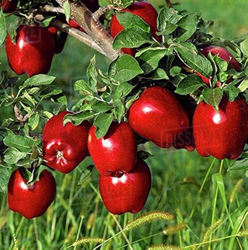 Apple import duty cut to impact Kashmir farmers