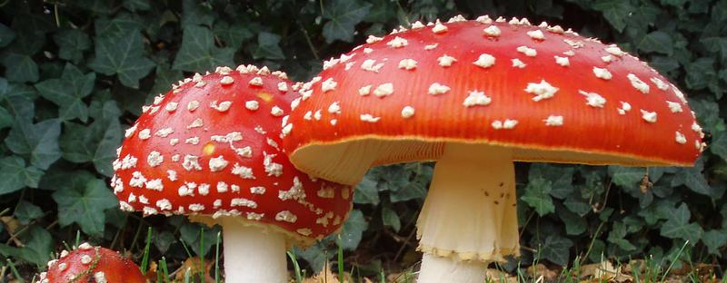 En el país de los hongos locos: micofagia y psicodelia En el país de los hongos locos: micofagia y psicodelia