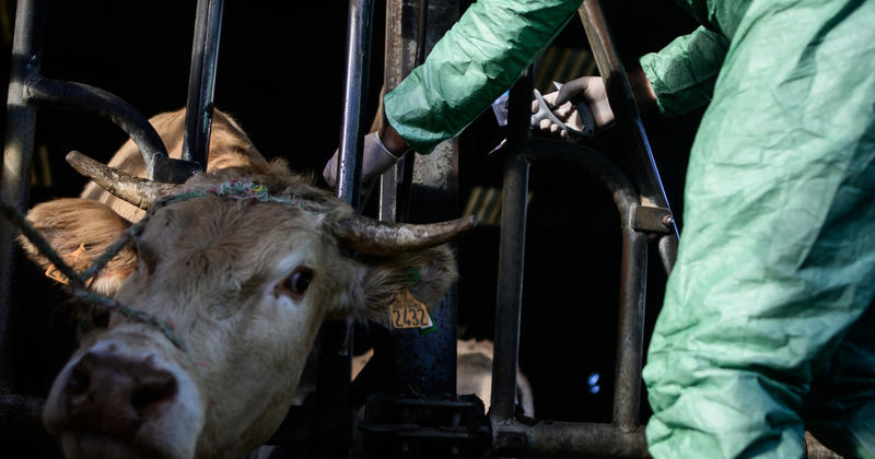 Dermatose nodulaire : existe-t-il des alternatives à l’abattage ?