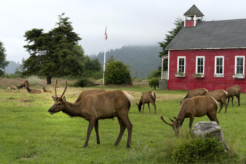 Highway 101 gas station closure to create 40-mile gap on North Coast