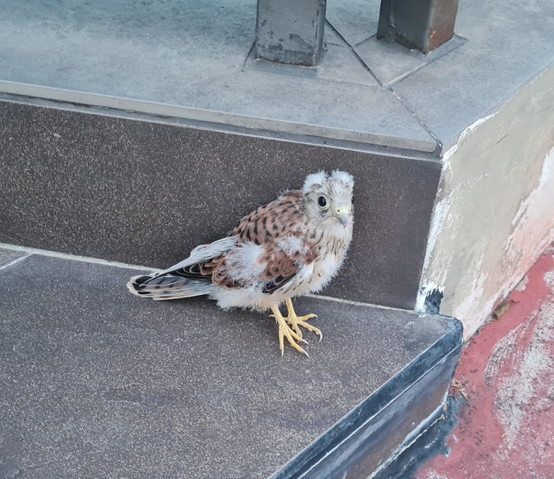 Πως έσωσα το Σάκη! (Μια ιστοριούλα για να σιάξει το μέσα μας, τώρα στις γιορτές)