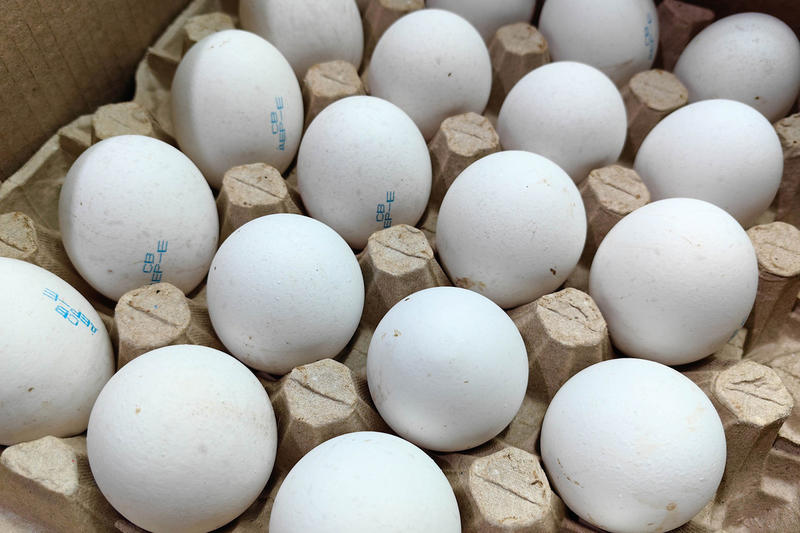 Прибалты приспособились нести яйца