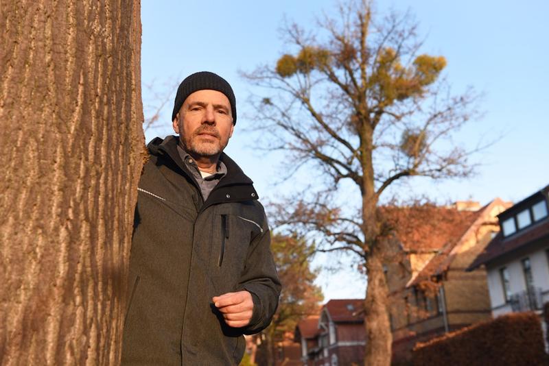 Weihnachten und Mistel gehören zusammen, aber in Berlin werden sie zur Plage