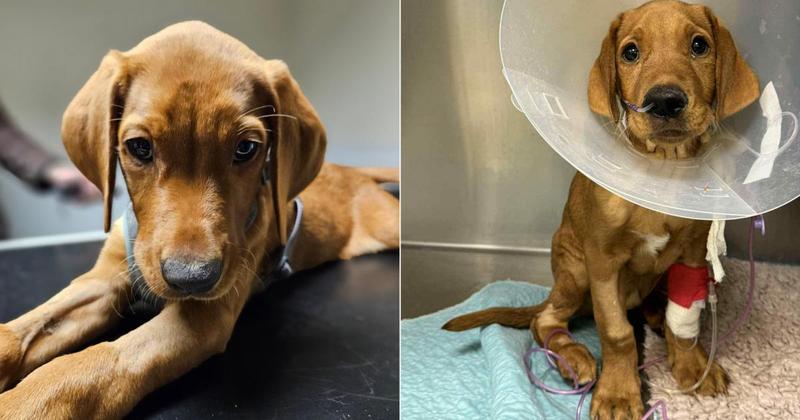 Puppy 'lucky to be alive' after catching deadly disease