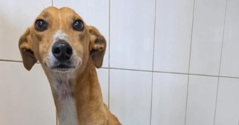 'Fun loving dog' who loves a snuggle is looking for new home