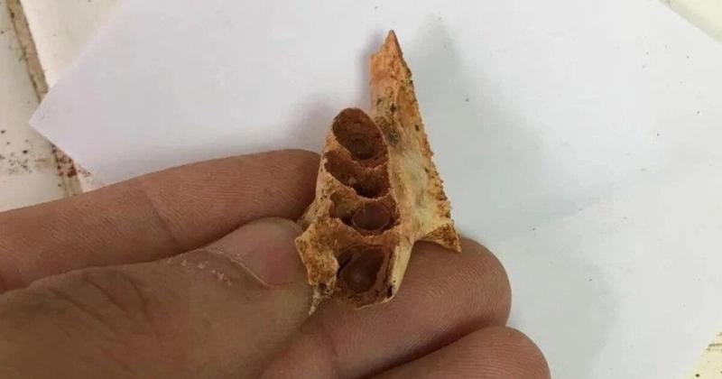 Αρχαίες φωλιές μελισσών βρέθηκαν για πρώτη φορά μέσα σε απολιθωμένα σαγόνια ζώων